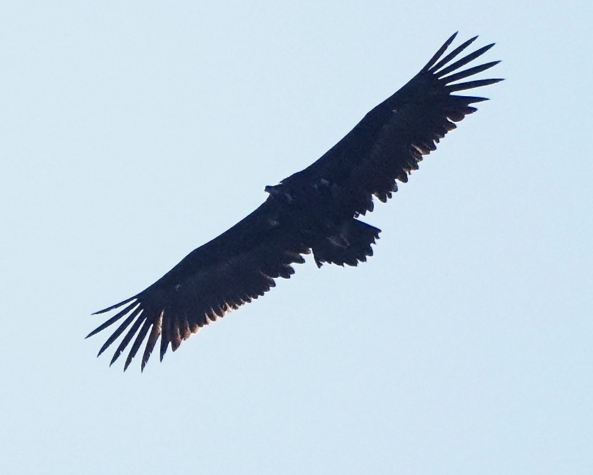 black vulture